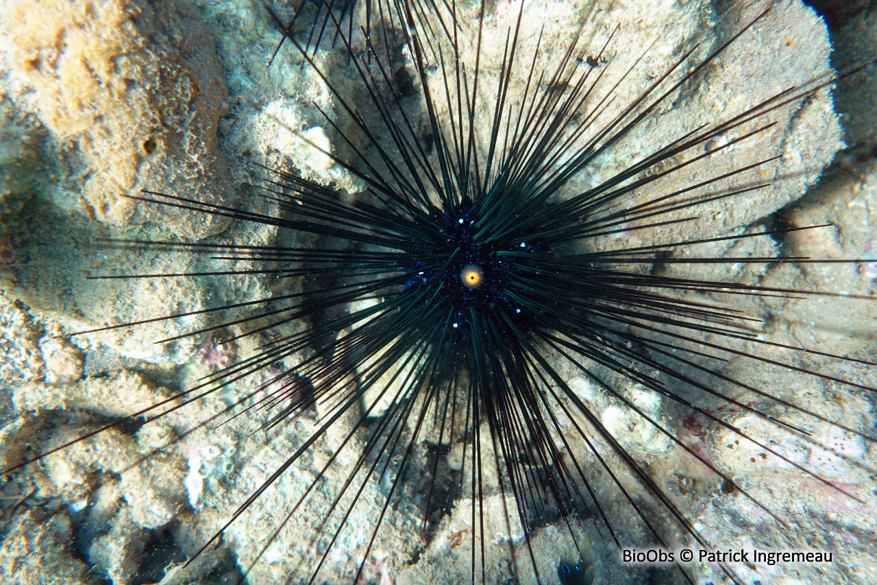 Oursin-diadème à anneau orange - Diadema setosum - Patrick Ingremeau - BioObs