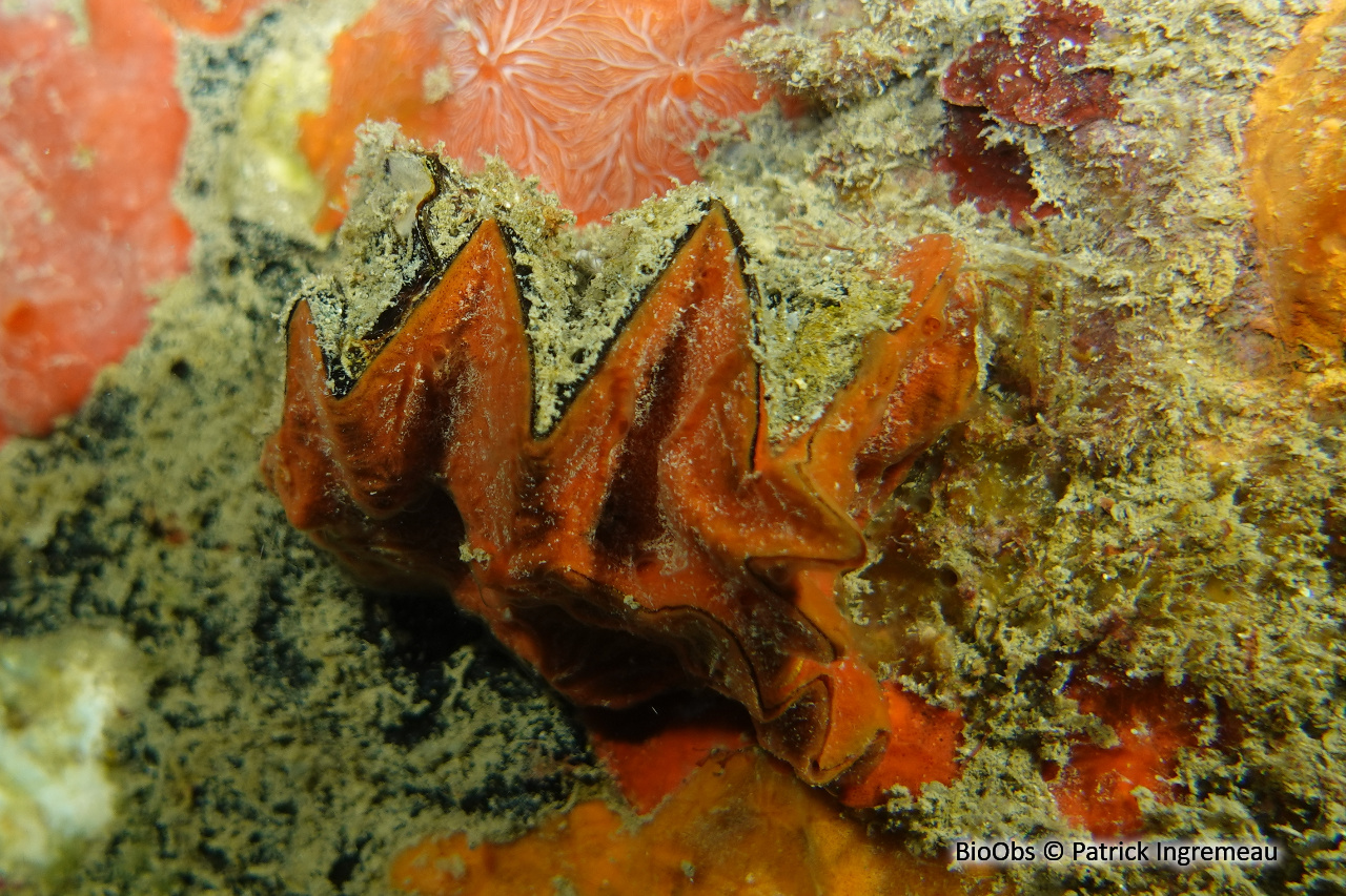 Huître crête de coq - Lopha cristagalli - Patrick Ingremeau - BioObs