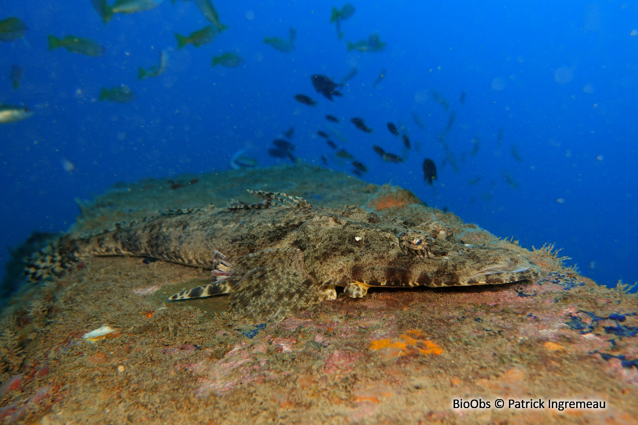 Poisson-crocodile tapis - Papilloculiceps longiceps - Patrick Ingremeau - BioObs