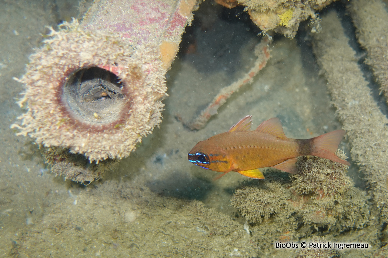 Apogon doré - Ostorhinchus aureus - Patrick Ingremeau - BioObs