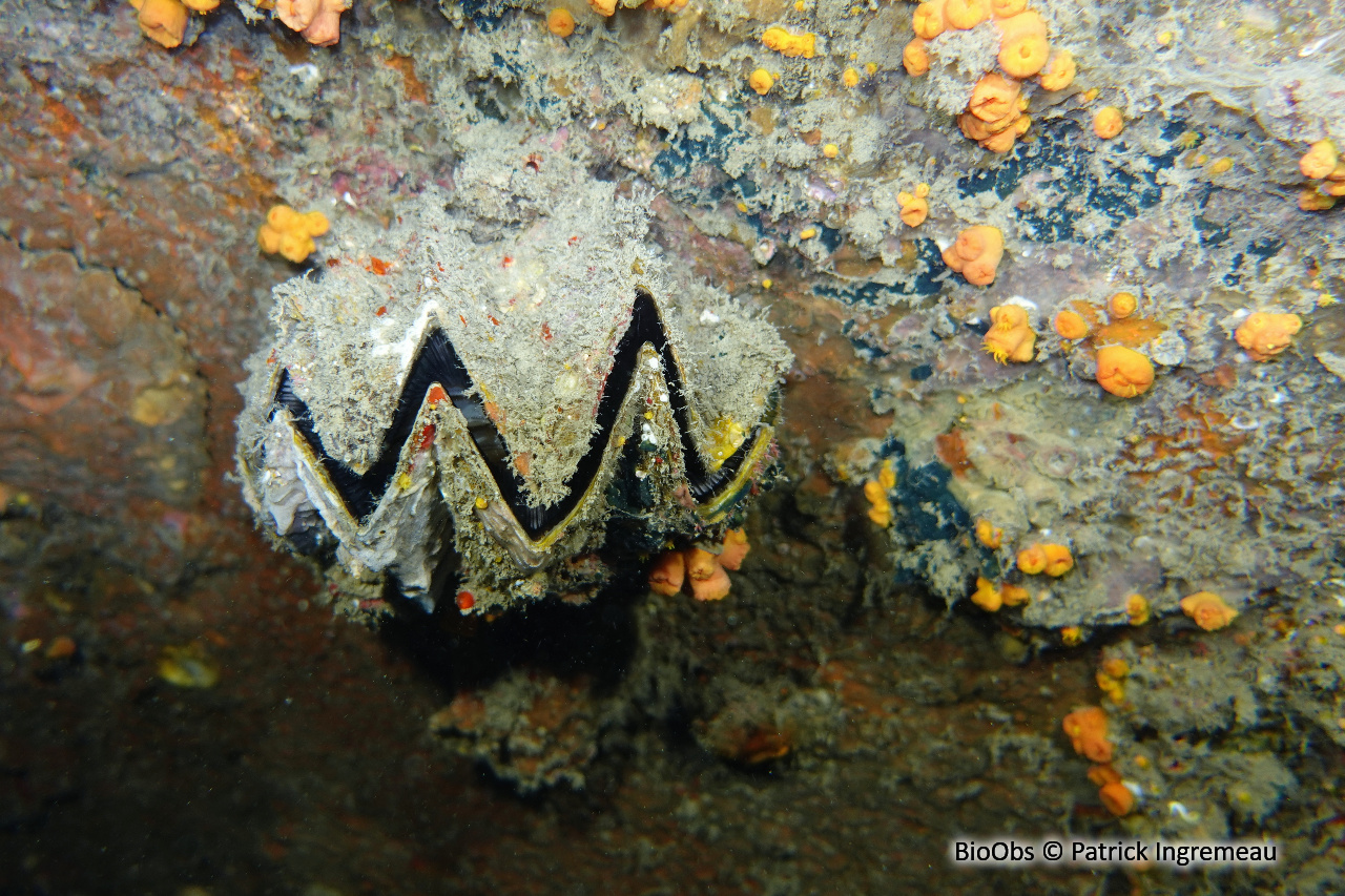 Huître crête de coq - Lopha cristagalli - Patrick Ingremeau - BioObs