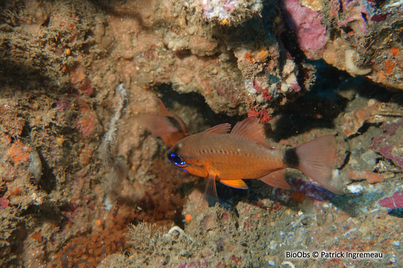 Apogon doré - Ostorhinchus aureus - Patrick Ingremeau - BioObs