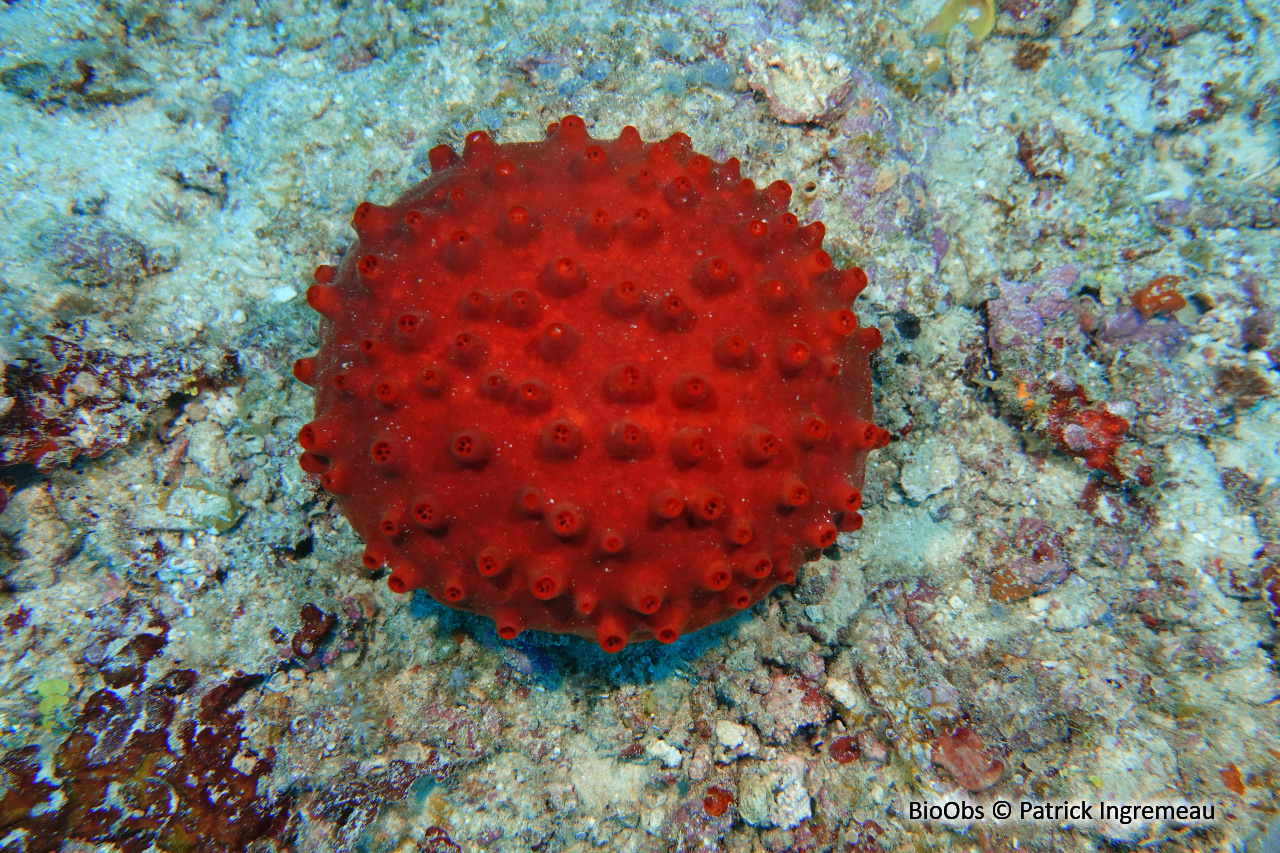 Eponge coussin rouge (proposition) - Oceanapia ramsayi - Patrick Ingremeau - BioObs