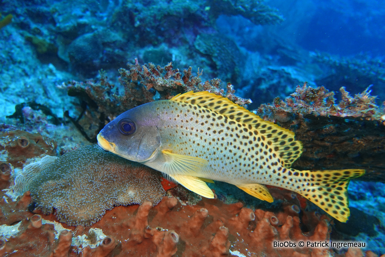 Diagramme moucheté - Plectorhinchus gaterinus - Patrick Ingremeau - BioObs
