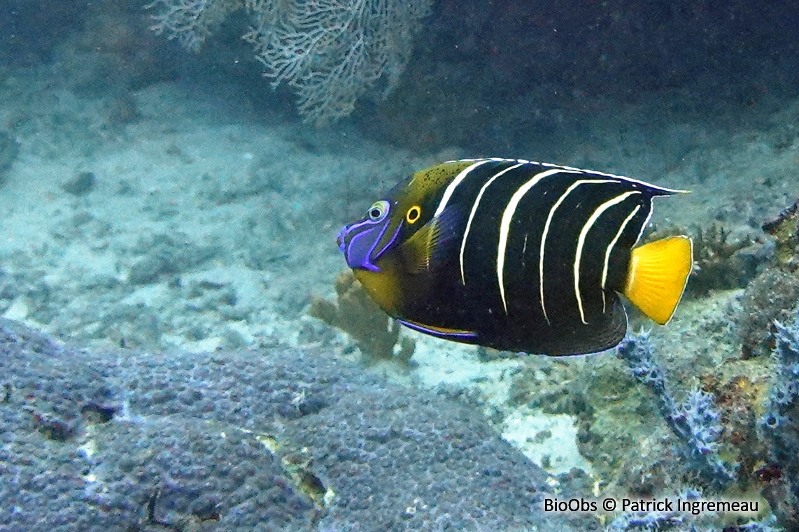 Poisson-ange à oreille tachée - Pomacanthus chrysurus - Patrick Ingremeau - BioObs