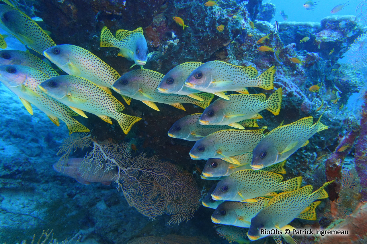 Diagramme moucheté - Plectorhinchus gaterinus - Patrick Ingremeau - BioObs