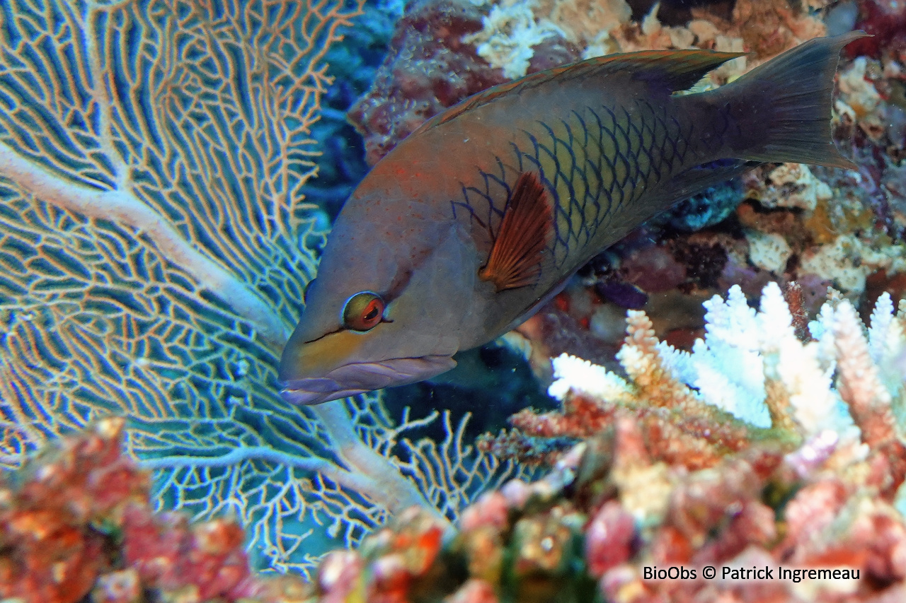 Labre à long museau - Epibulus insidiator - Patrick Ingremeau - BioObs