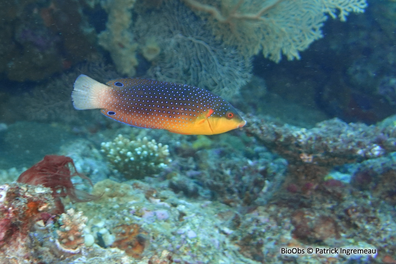 labre à poitrine jaune - Anampses twistii - Patrick Ingremeau - BioObs
