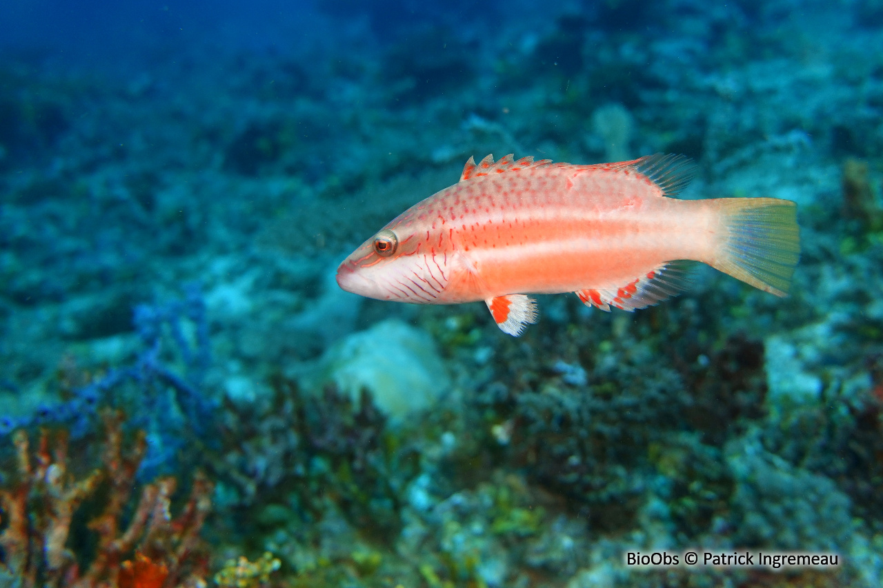 Vieille à lignes violettes - Oxycheilinus digramma - Patrick Ingremeau - BioObs