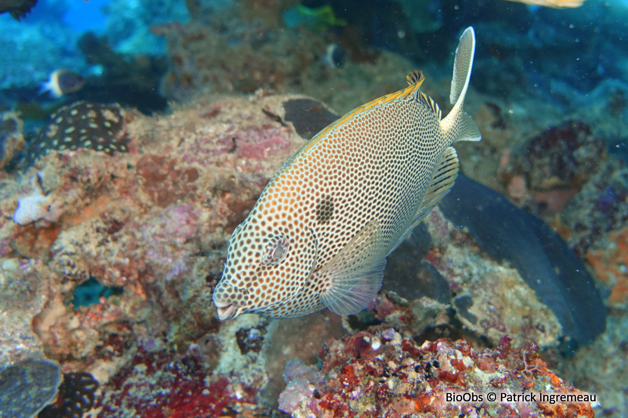Poisson-lapin marguerite - Siganus stellatus - Patrick Ingremeau - BioObs