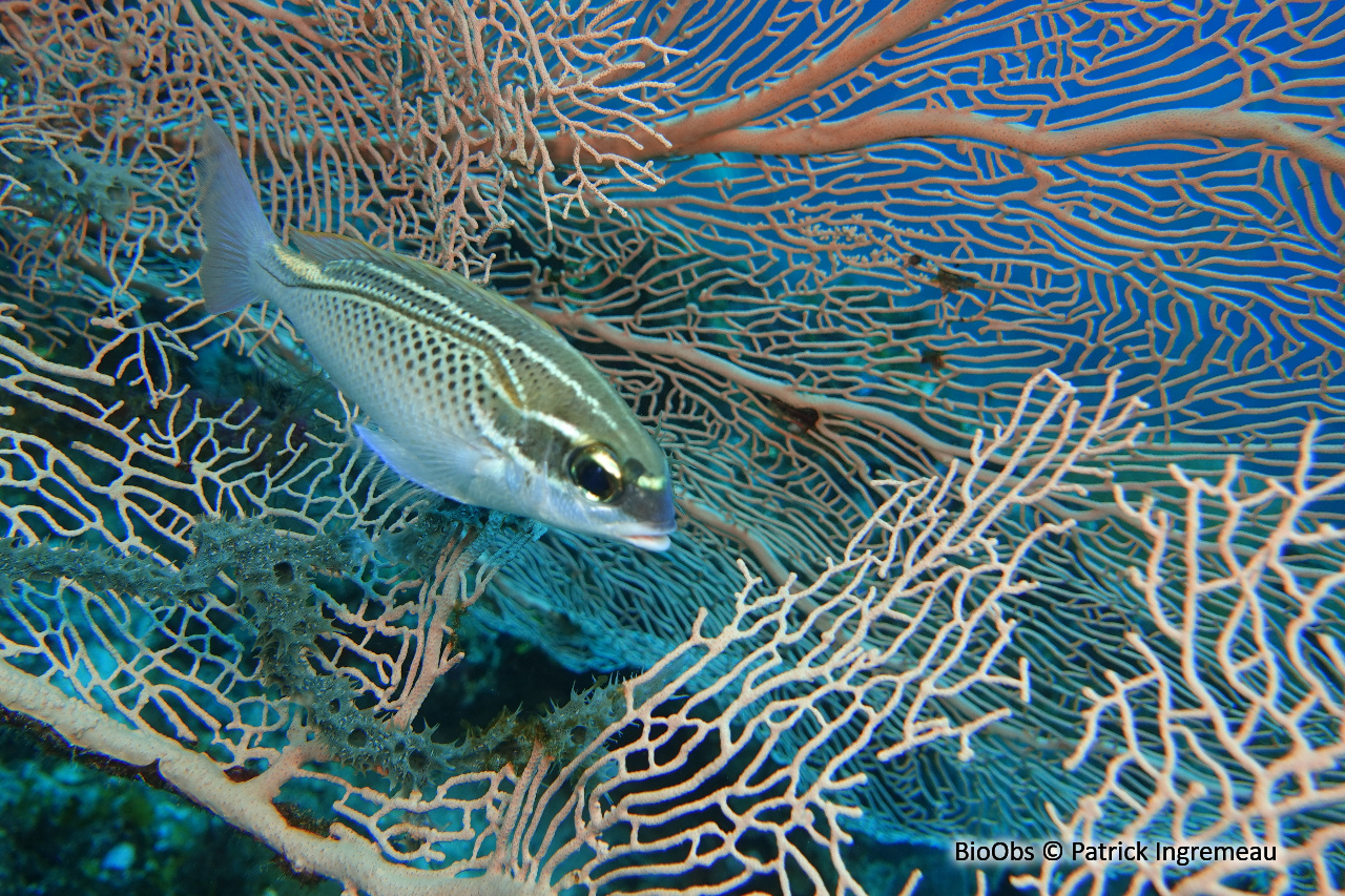 Brème de mer arabe - Scolopsis ghanam - Patrick Ingremeau - BioObs