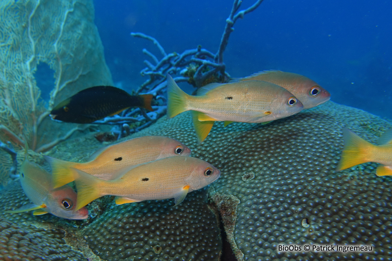 Vivaneau-gibelot - Lutjanus fulviflamma - Patrick Ingremeau - BioObs