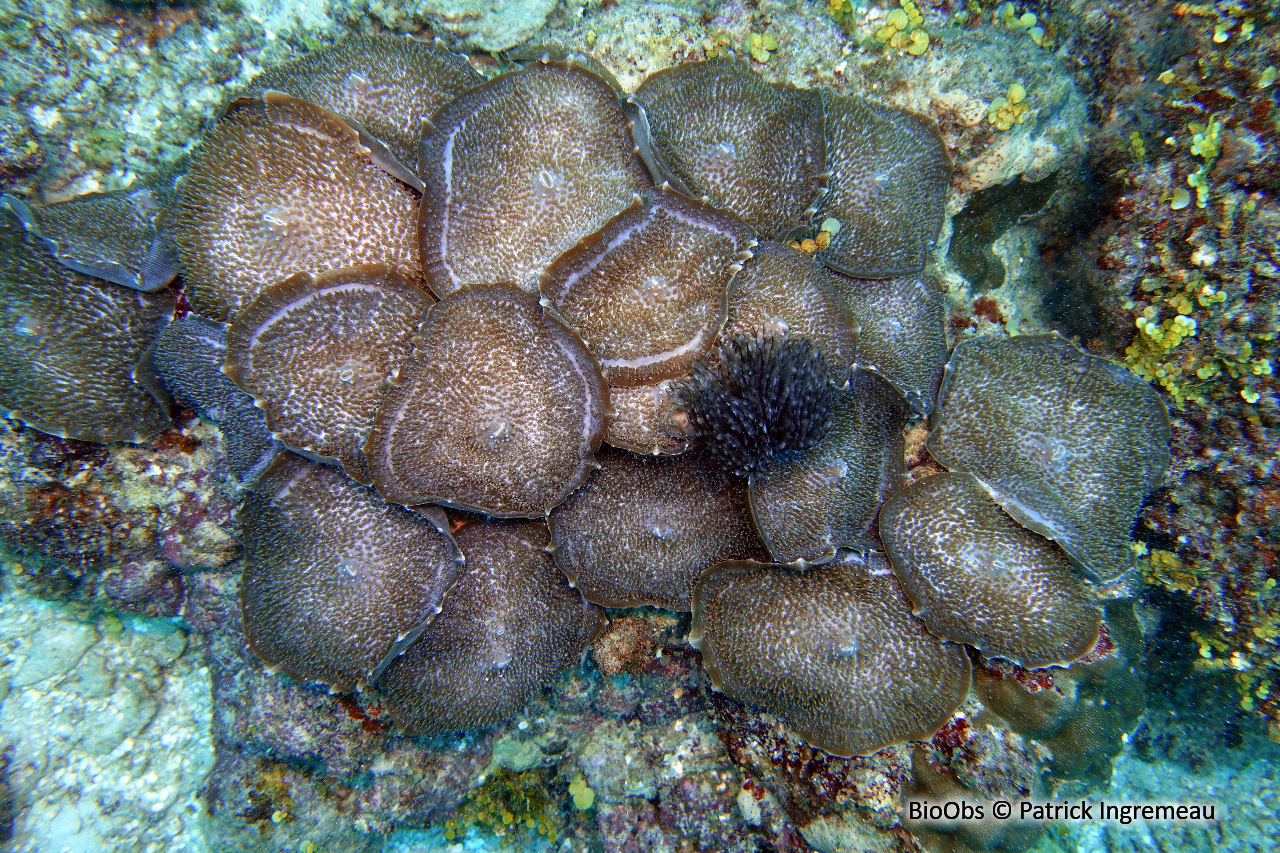 Anémone-oreille d'éléphant - Amplexidiscus fenestrafer - Patrick Ingremeau - BioObs