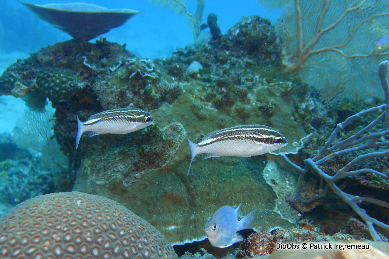 Brème de mer arabe - Scolopsis ghanam - Patrick Ingremeau - BioObs