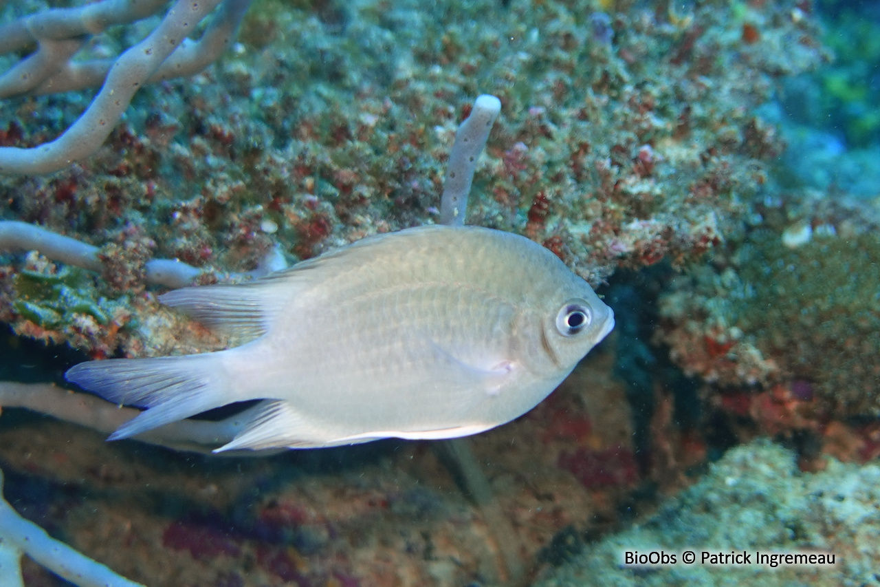 Demoiselle des Maldives - Amblyglyphidodon indicus - Patrick Ingremeau - BioObs