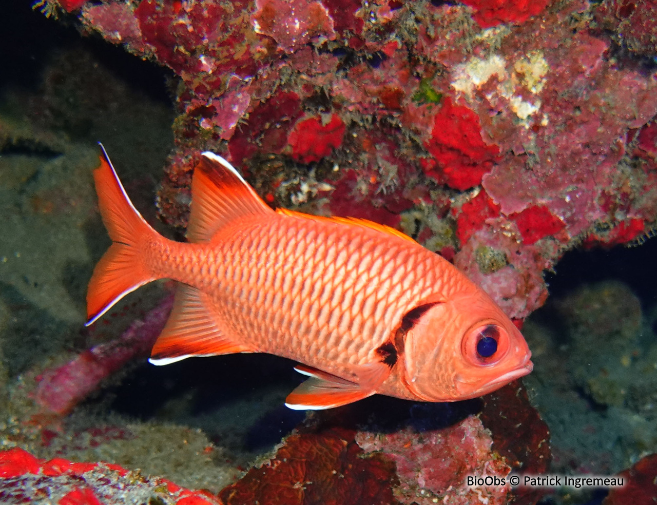 Poisson-soldat de Berndt - Myripristis berndti - Patrick Ingremeau - BioObs