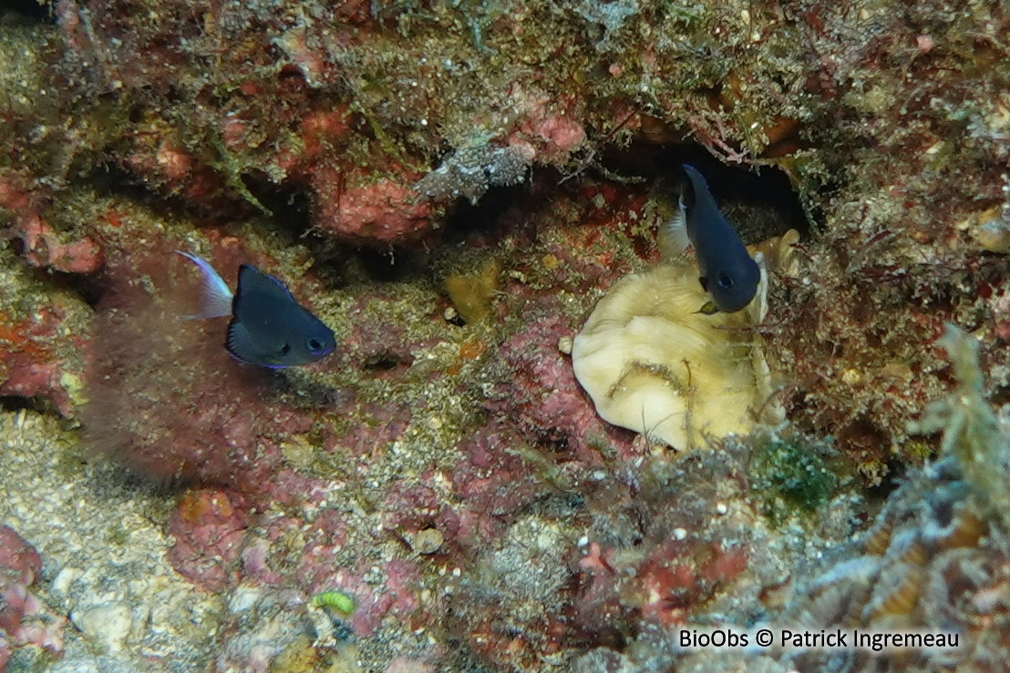 Demoiselle à queue blanche - Chromis leucura - Patrick Ingremeau - BioObs