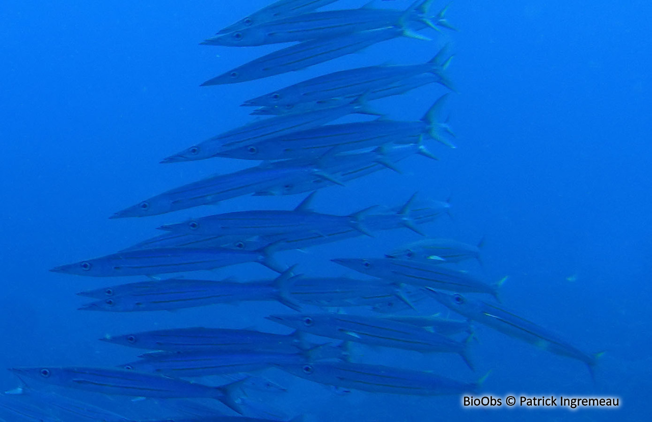 Bécune à ligne jaune - Sphyraena chrysotaenia / obtusata - Patrick Ingremeau - BioObs