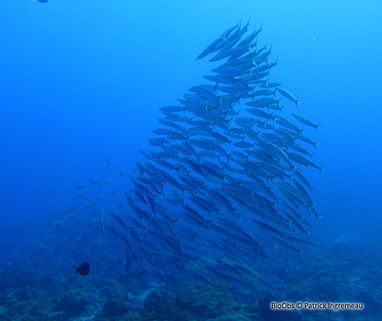 Bécune à ligne jaune - Sphyraena chrysotaenia / obtusata - Patrick Ingremeau - BioObs