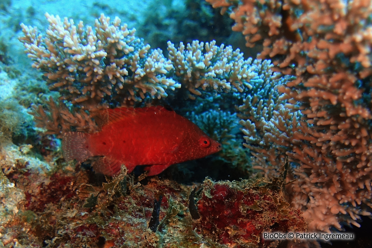 Labre prétentieux - Cheilinus oxycephalus - Patrick Ingremeau - BioObs