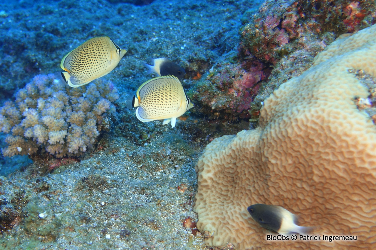 Poisson-papillon moucheté - Chaetodon guttatissimus - Patrick Ingremeau - BioObs