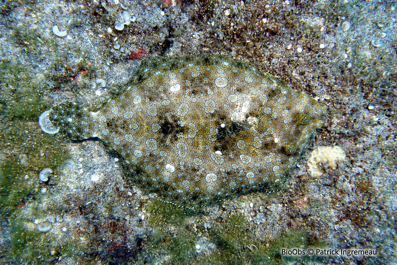 Turbot tropical - Bothus mancus - Patrick Ingremeau - BioObs