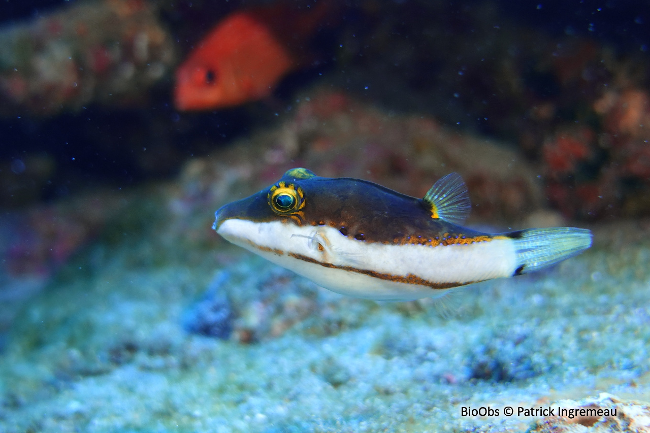 Canthigaster bicolore - Canthigaster smithae - Patrick Ingremeau - BioObs