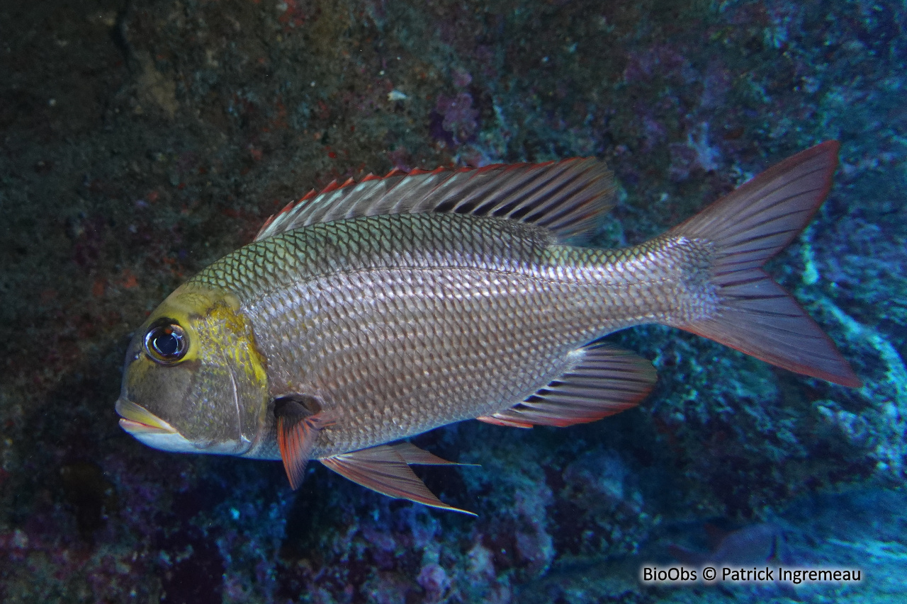 Empereur bossu - Monotaxis grandoculis - Patrick Ingremeau - BioObs