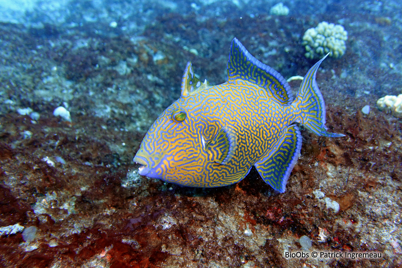 Baliste à rides bleues - Pseudobalistes fuscus - Patrick Ingremeau - BioObs