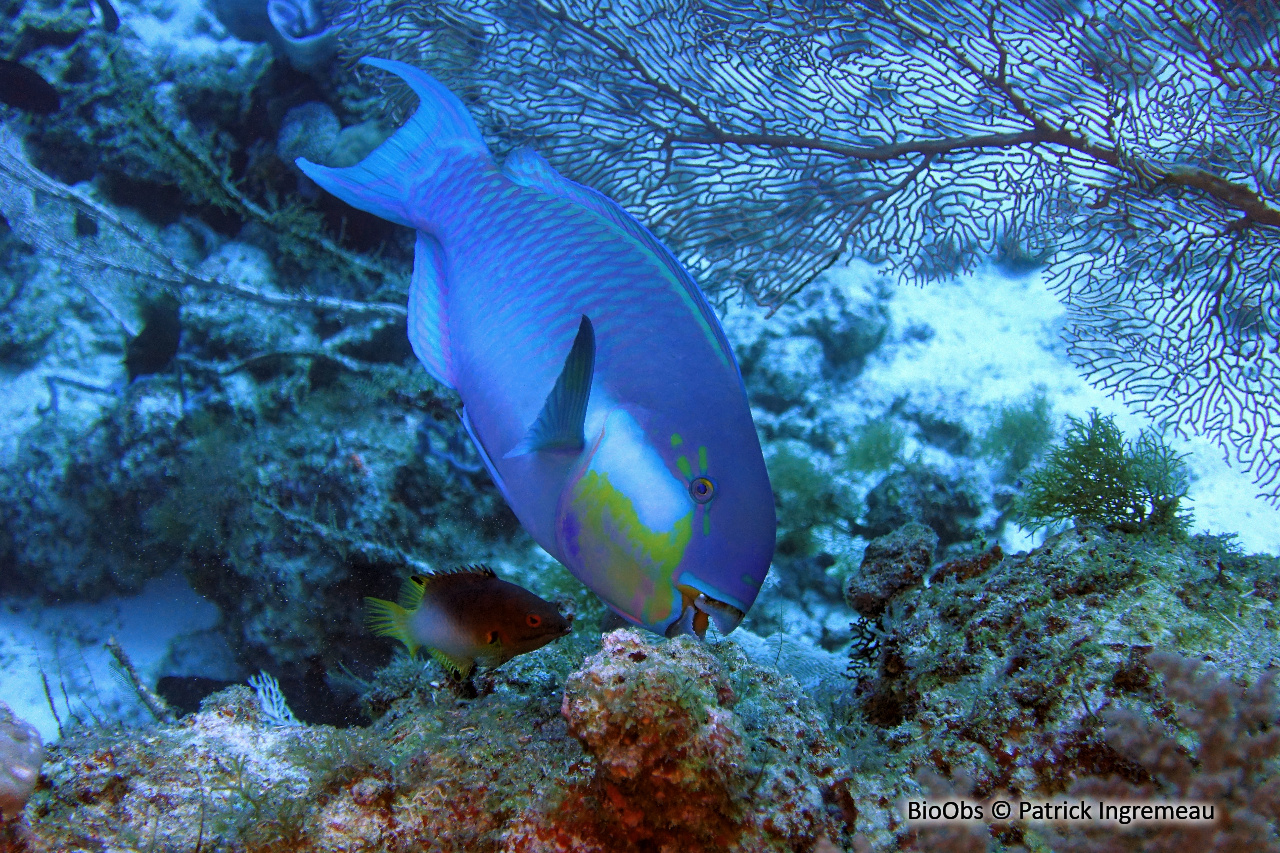 Perroquet grand bleu - Chlorurus strongylocephalus - Patrick Ingremeau - BioObs