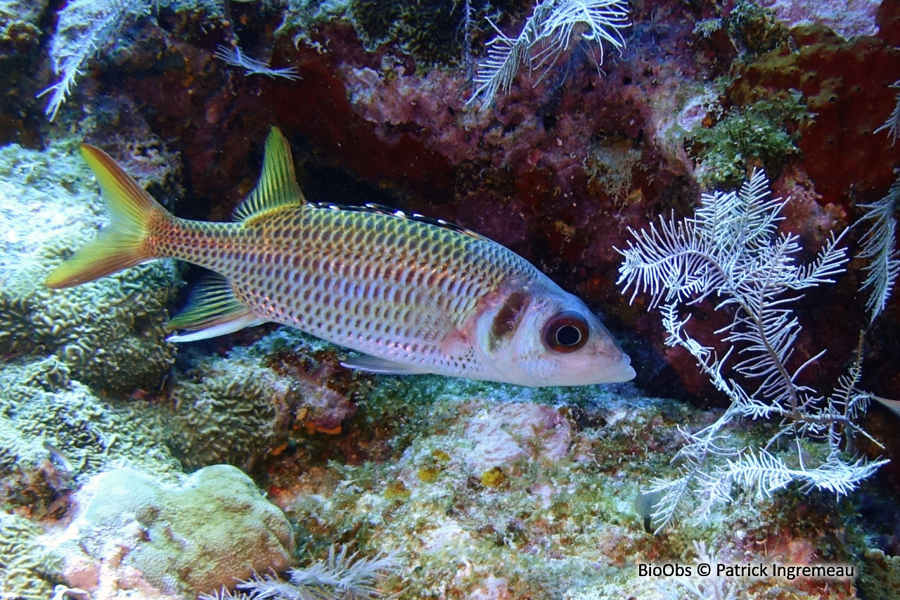 Poisson-écureuil argenté à bandes - Neoniphon opercularis - Patrick Ingremeau - BioObs