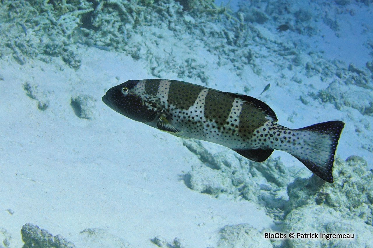 Mérou sellé - Plectropomus laevis - Patrick Ingremeau - BioObs