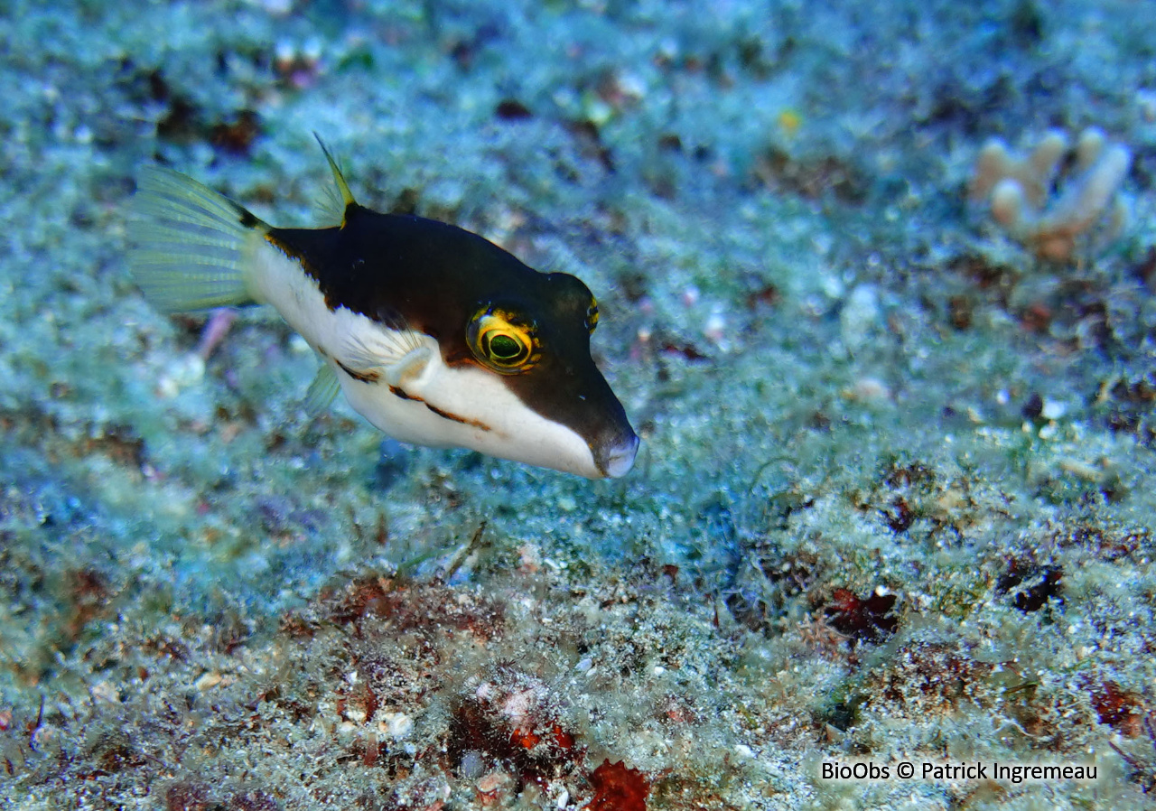 Canthigaster bicolore - Canthigaster smithae - Patrick Ingremeau - BioObs