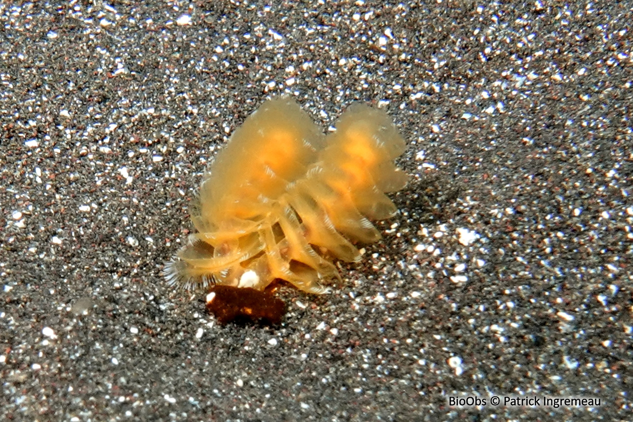 Phoronidien doré - Phoronopsis californica - Patrick Ingremeau - BioObs