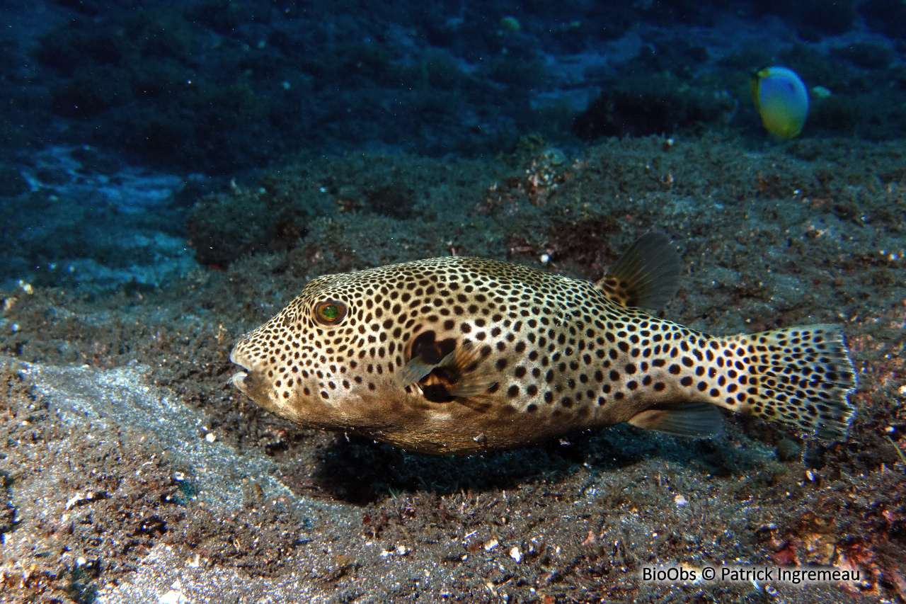 Poisson-ballon étoilé - Arothron stellatus - Patrick Ingremeau - BioObs