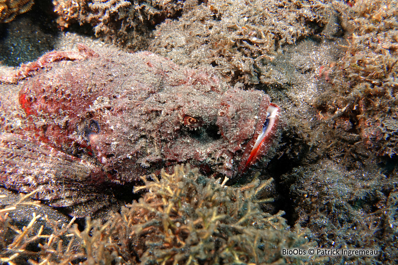 Poisson-scorpion diable - Scorpaenopsis diabolus - Patrick Ingremeau - BioObs