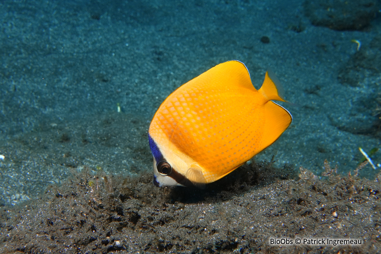 Poisson-papillon de Klein - Chaetodon kleinii - Patrick Ingremeau - BioObs