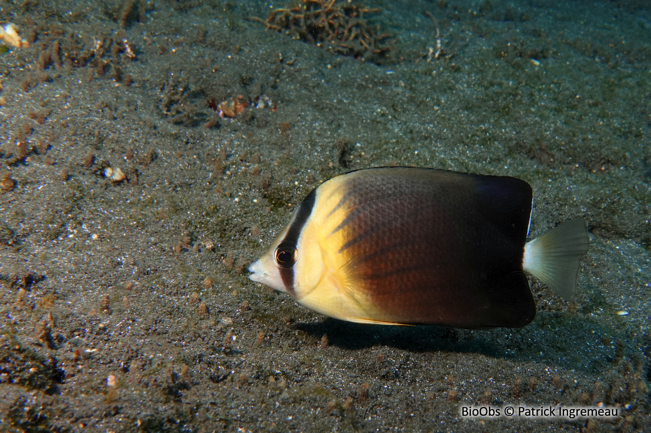 Poisson-papillon de Blackburn - Chaetodon blackburnii - Patrick Ingremeau - BioObs