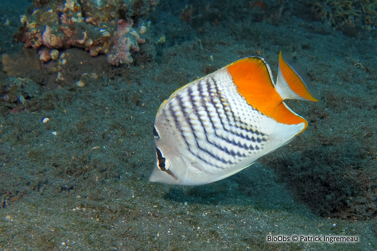 Poisson-papillon de Madagascar - Chaetodon madagaskariensis - Patrick Ingremeau - BioObs