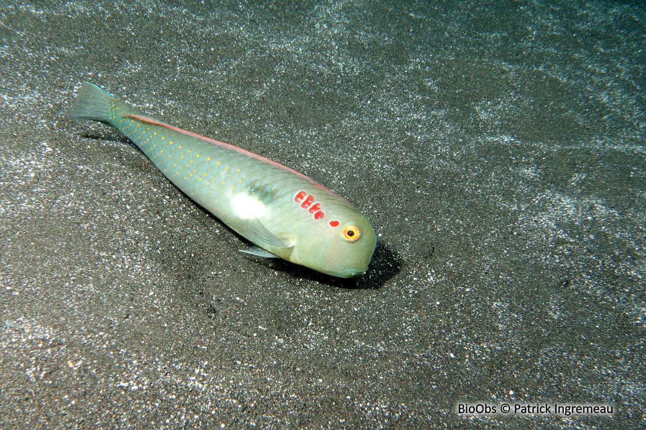 Rason ocellé - Iniistius pentadactylus - Patrick Ingremeau - BioObs