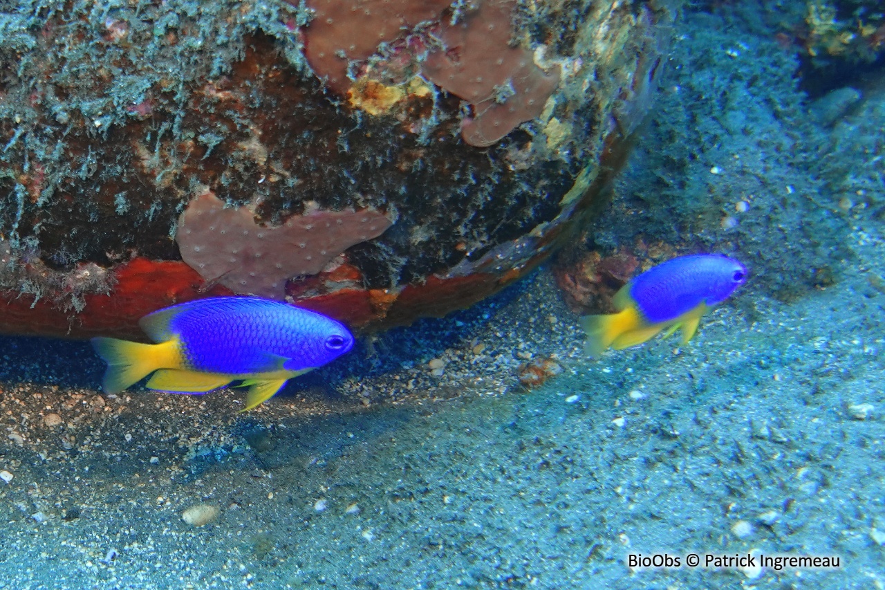 Demoiselle bleue et jaune - Pomacentrus caeruleus - Patrick Ingremeau - BioObs