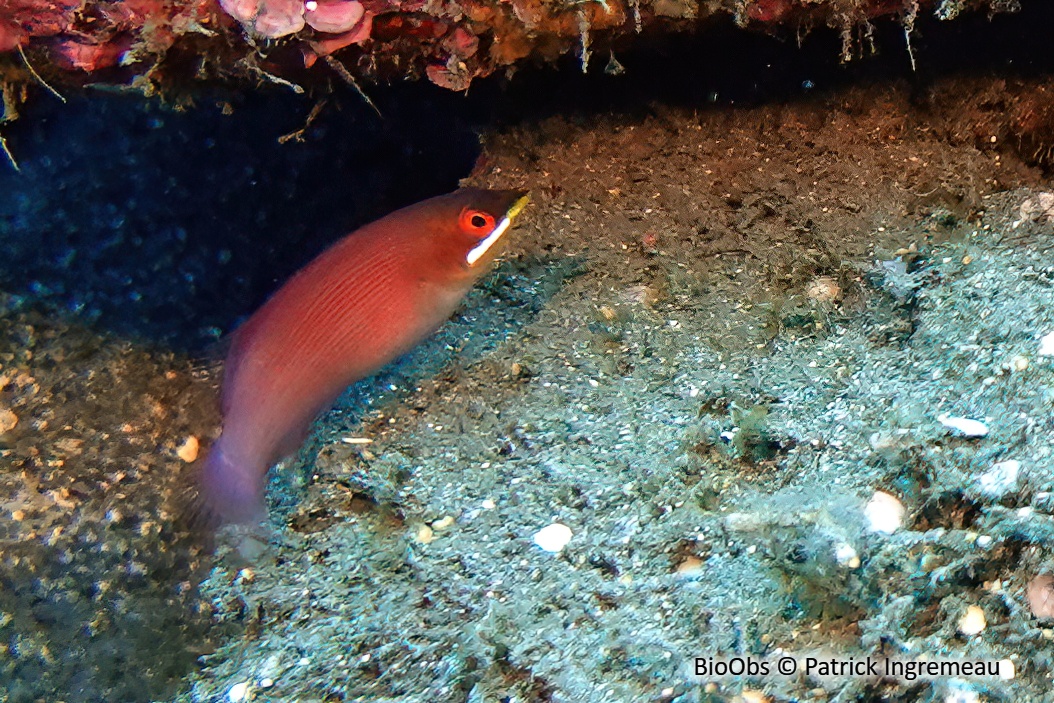 Labre nain strié - Pseudocheilinus evanidus - Patrick Ingremeau - BioObs