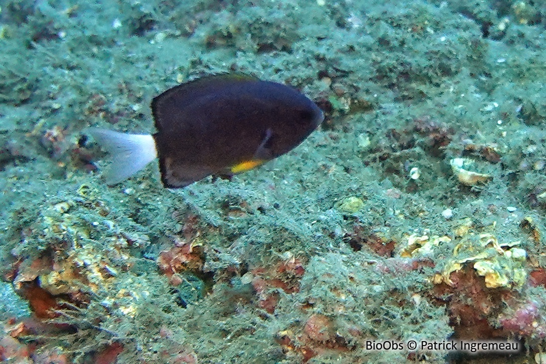 Demoiselle à queue blanche - Chromis leucura - Patrick Ingremeau - BioObs