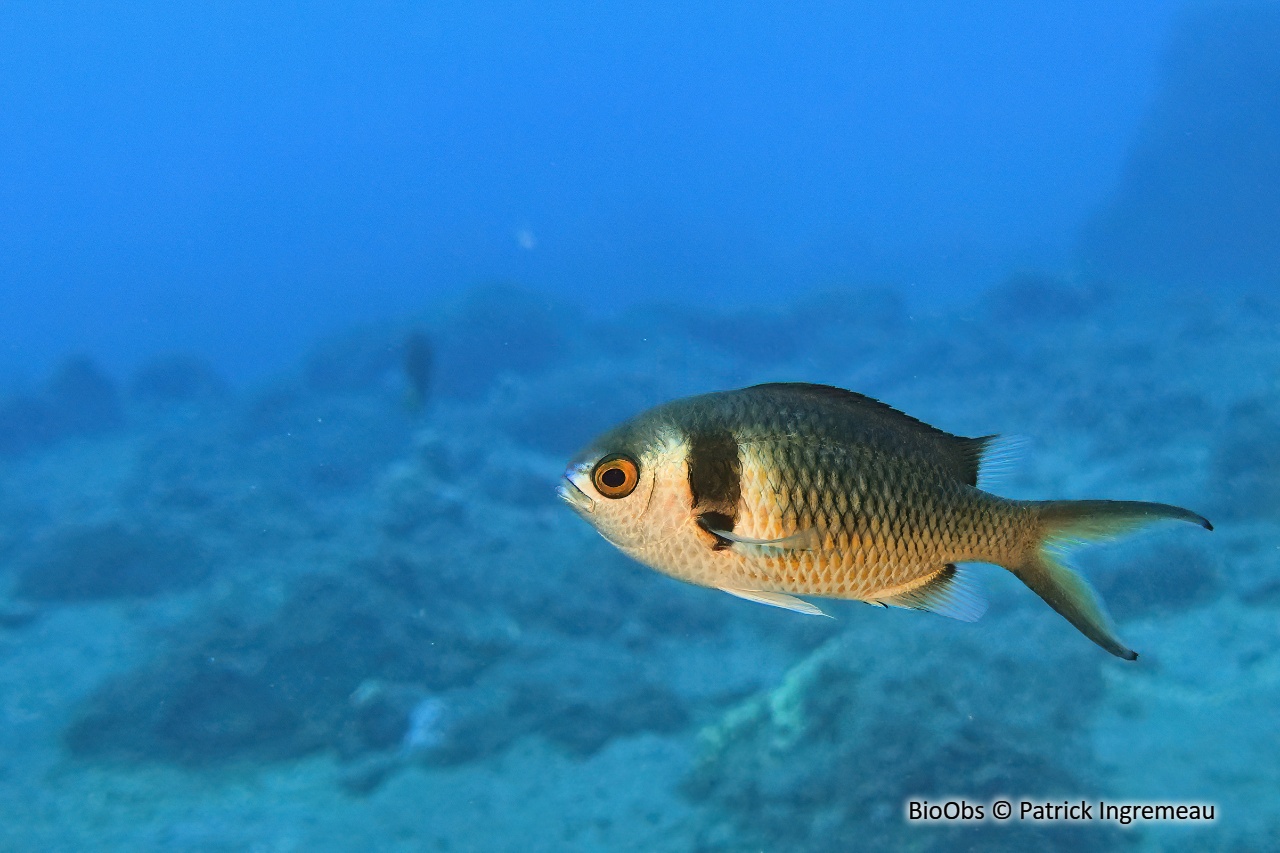 Chromis double barre des Mascareignes - Chromis torquata - Patrick Ingremeau - BioObs