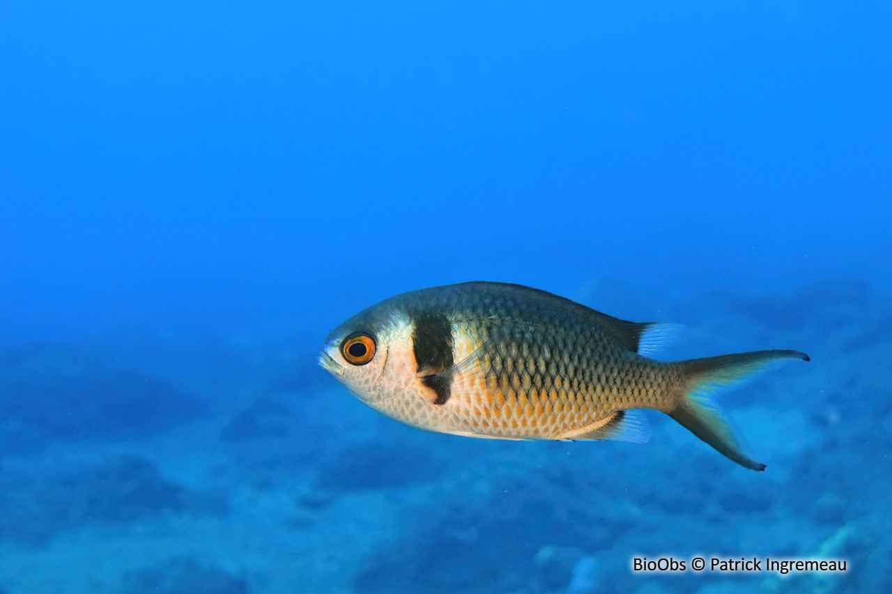 Chromis double barre des Mascareignes - Chromis torquata - Patrick Ingremeau - BioObs