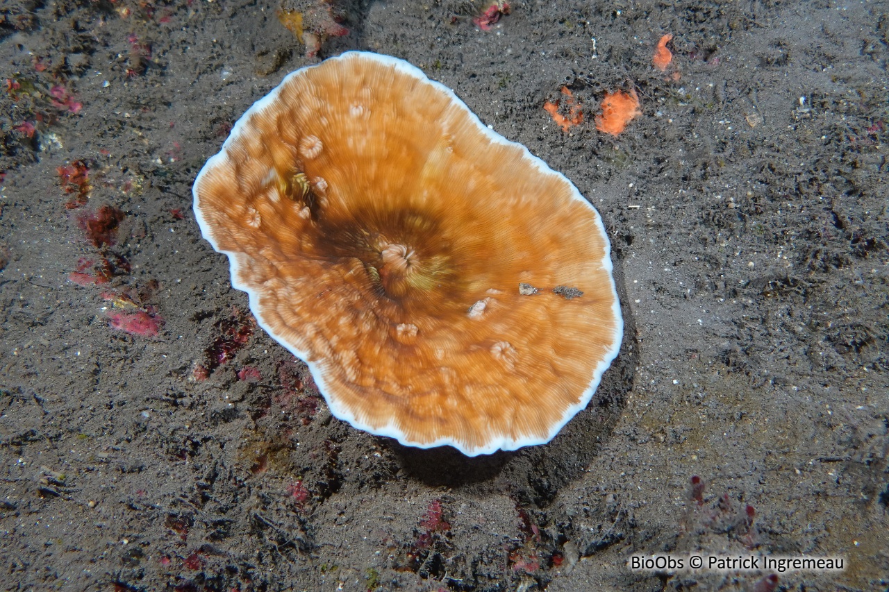 Leptoseris (genre) - Leptoseris sp - Patrick Ingremeau - BioObs