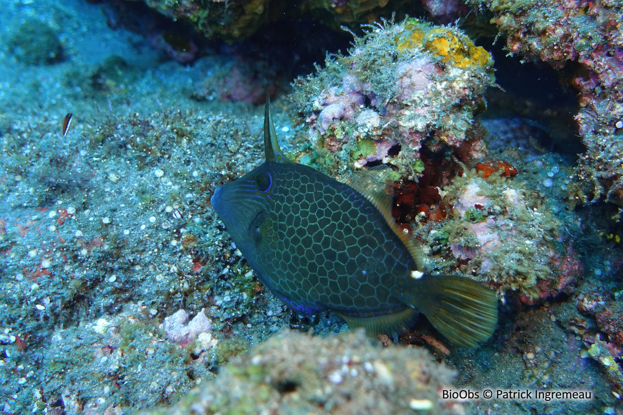 Poisson-lime panthère - Cantherhines pardalis - Patrick Ingremeau - BioObs