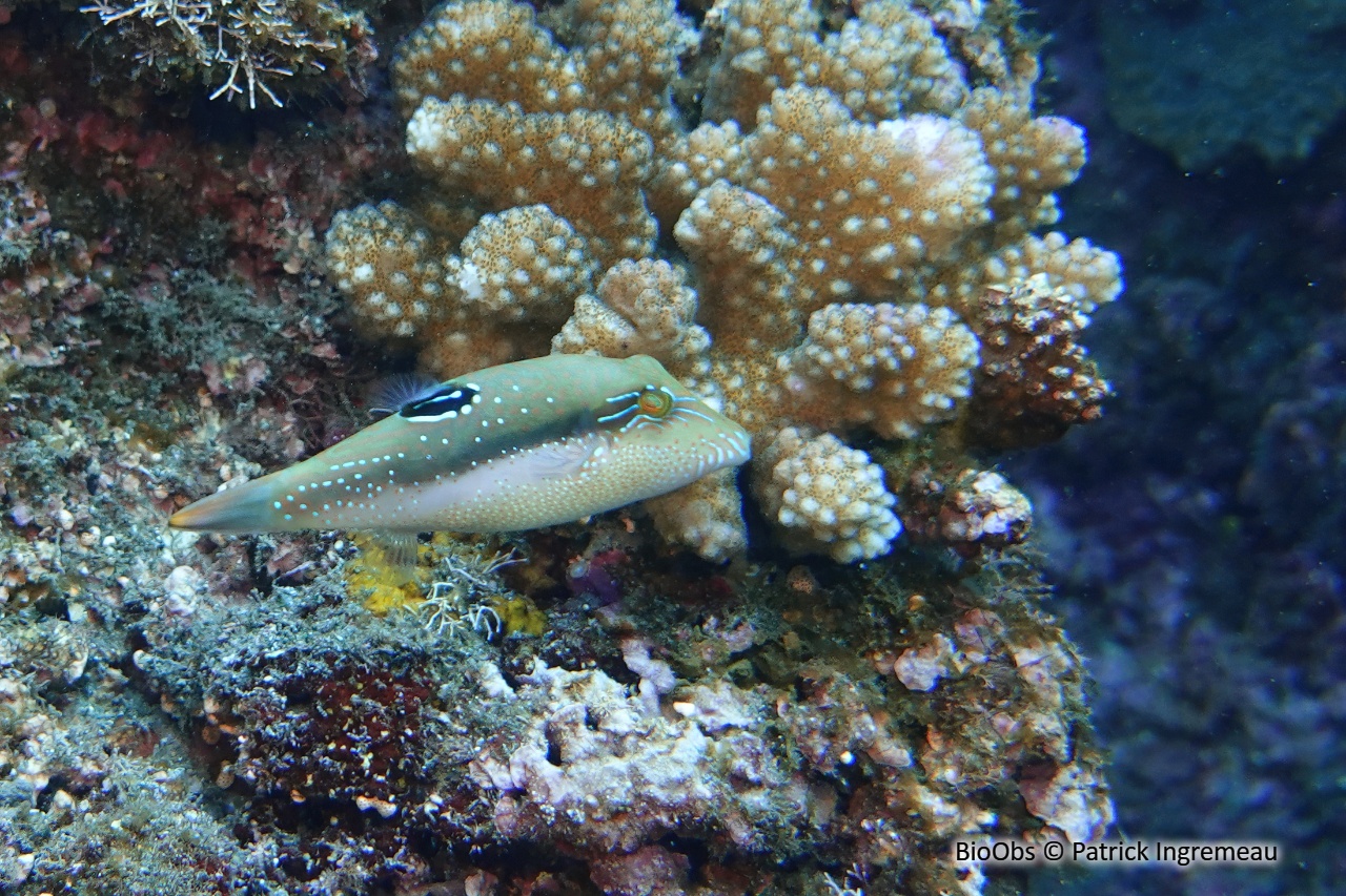 Canthigaster de Bennett - Canthigaster bennetti - Patrick Ingremeau - BioObs