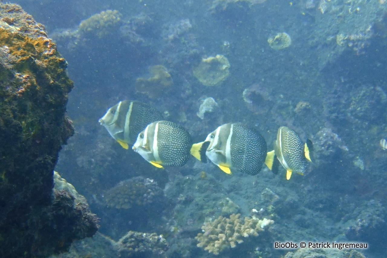 Chirurgien-pintade - Acanthurus guttatus - Patrick Ingremeau - BioObs