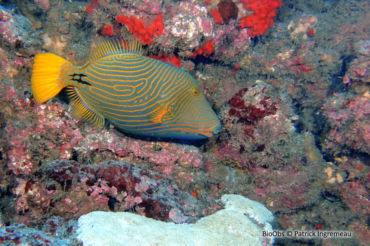 Baliste strié - Balistapus undulatus - Patrick Ingremeau - BioObs